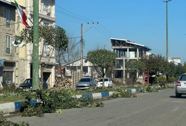 هرس زمستانه ی درختان