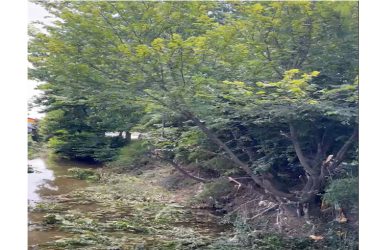 شاخه زنی درختان خیابان منتهی به عبدالوهاب