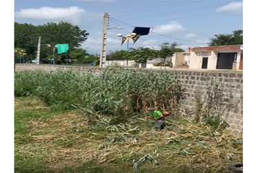 حاشیه زنی و هرس علف های هرز