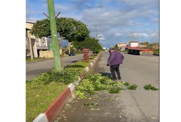 عملیات هرس و ساماندهی درختچه‌های بلوار