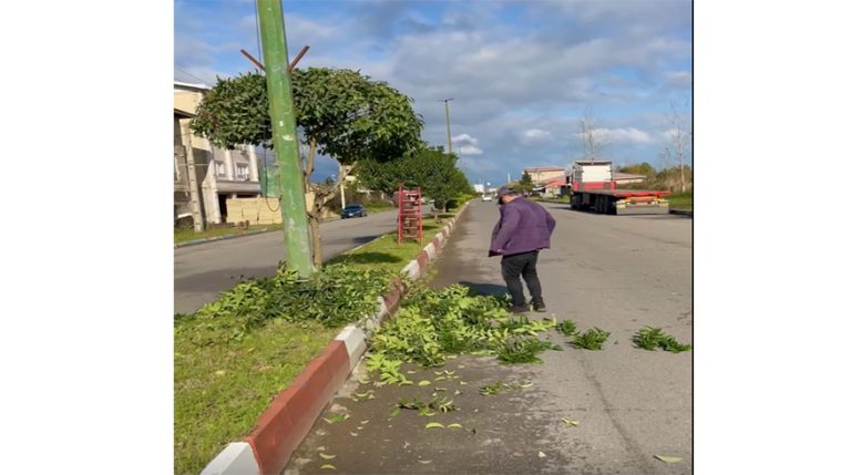 عملیات هرس و ساماندهی درختچه‌های بلوار